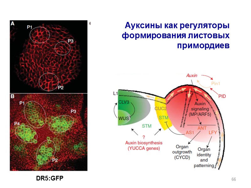 66 DR5:GFP Ауксины как регуляторы формирования листовых примордиев
